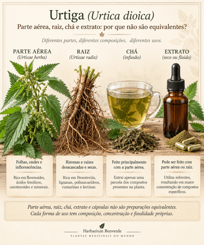 Infográfico botânico mostrando parte aérea, raiz, chá e extrato de urtiga, explicando que essas preparações não são equivalentes.