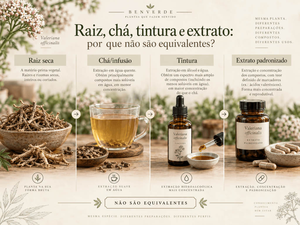 Infográfico comparando raiz seca, chá, tintura e extrato padronizado de Valeriana officinalis.