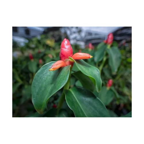 Flor e folhas da cana-do-brejo (Costus spicatus) em destaque, mostrando a inflorescência vermelha típica da espécie.