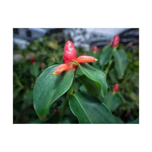 Flor e folhas da cana-do-brejo (Costus spicatus) em destaque, mostrando a inflorescência vermelha típica da espécie.
